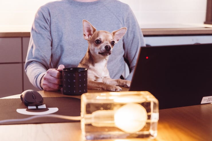 Loihde - Dog approves